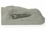 Pyritized Fossil Belemnite (Acrocoelites) - Germany #264591-1